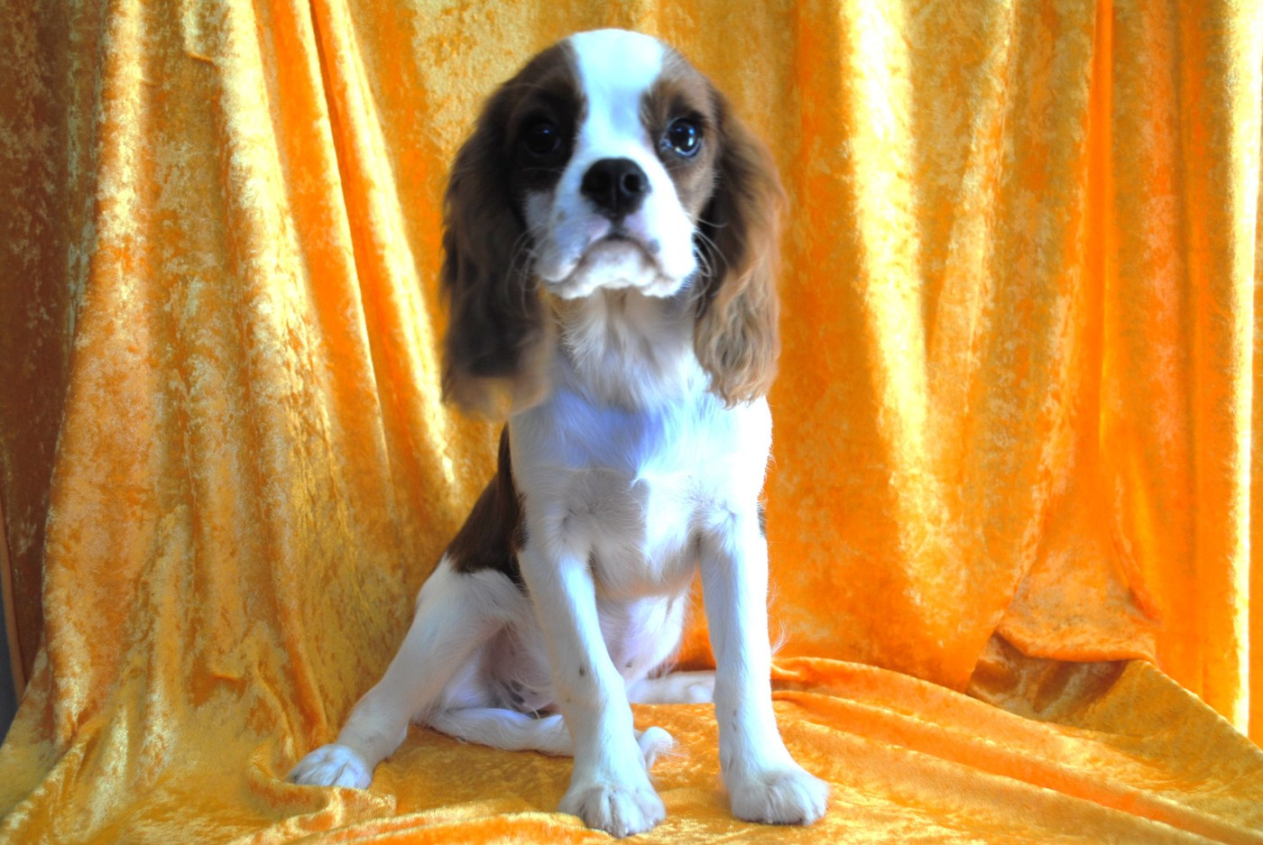 de la colline au noir desir - Chiots disponibles - Cavalier King Charles Spaniel