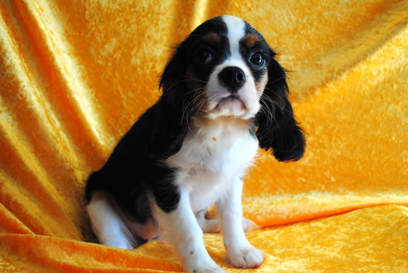de la colline au noir desir - Chiots disponibles - Cavalier King Charles Spaniel