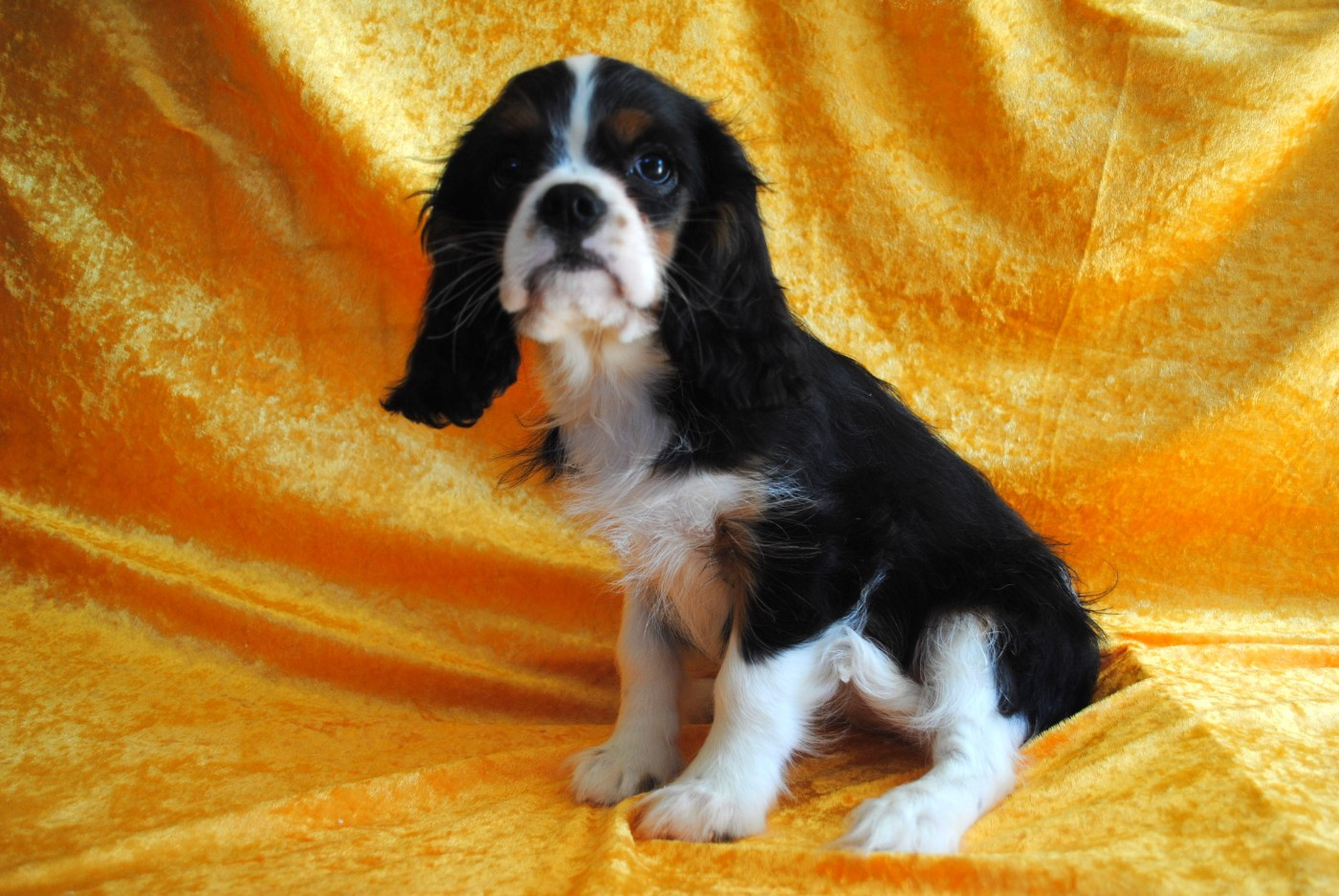 de la colline au noir desir - Chiots disponibles - Cavalier King Charles Spaniel
