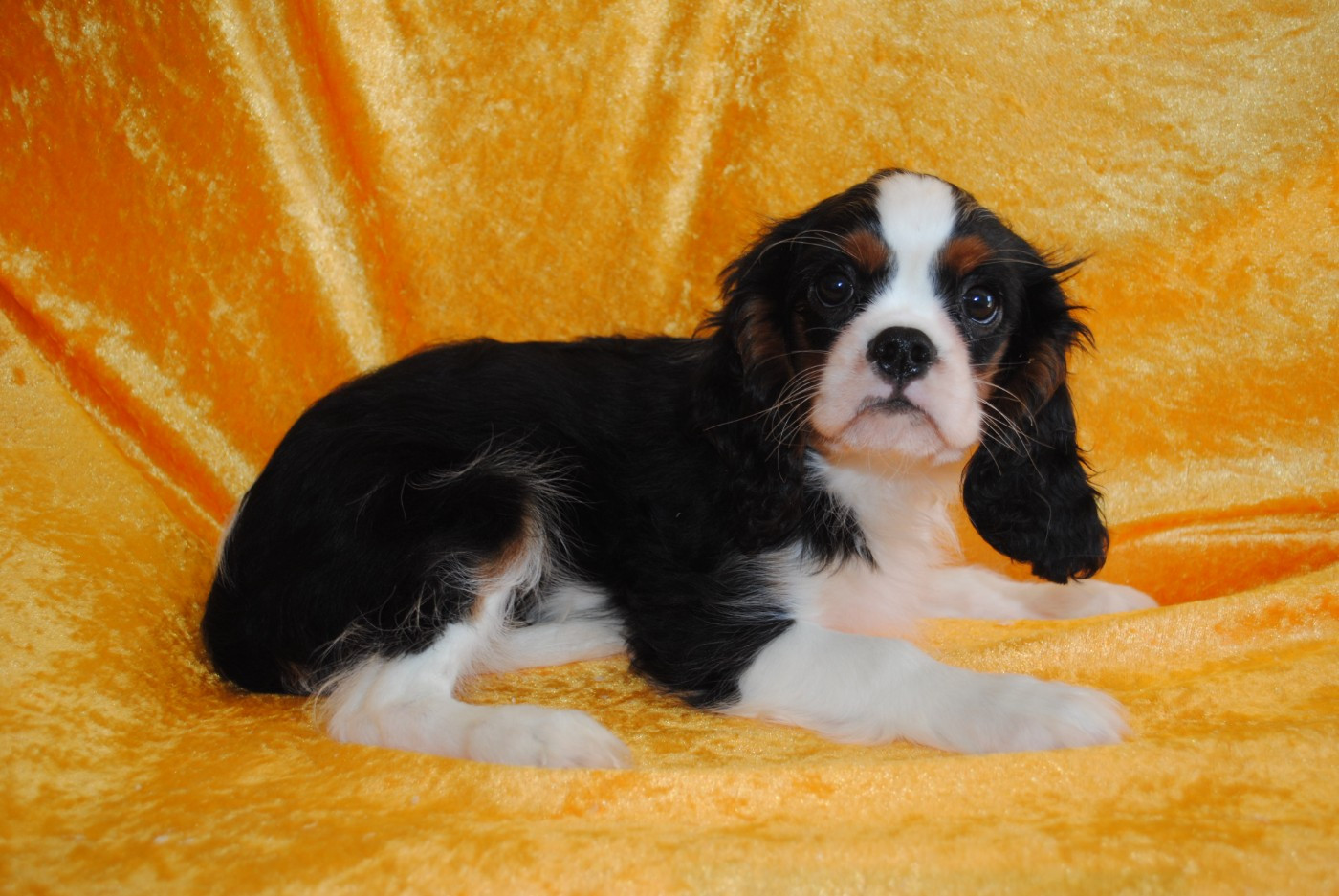 de la colline au noir desir - Chiots disponibles - Cavalier King Charles Spaniel