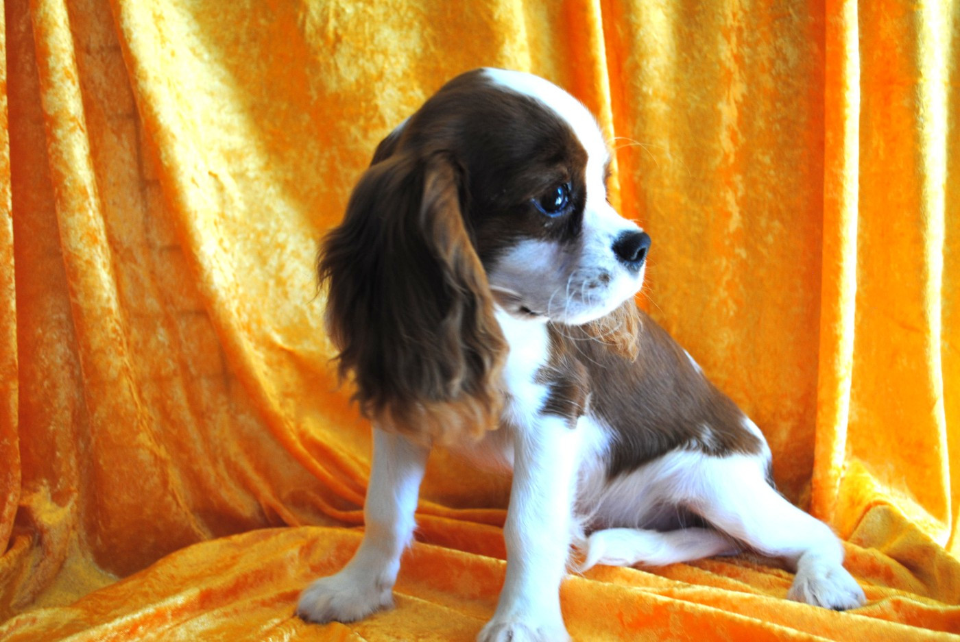 de la colline au noir desir - Chiots disponibles - Cavalier King Charles Spaniel