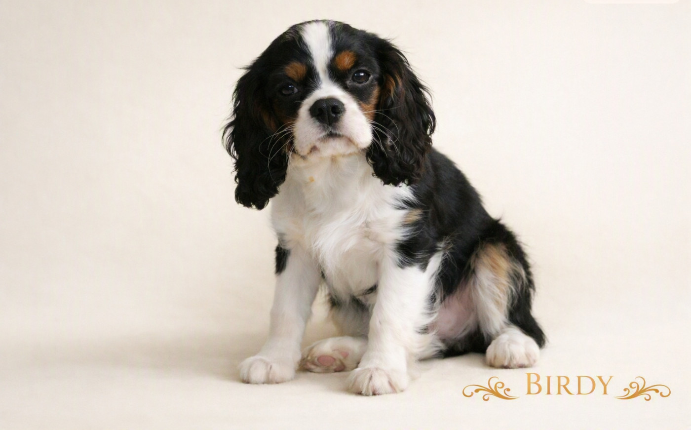de la colline au noir desir - Chiots disponibles - Cavalier King Charles Spaniel