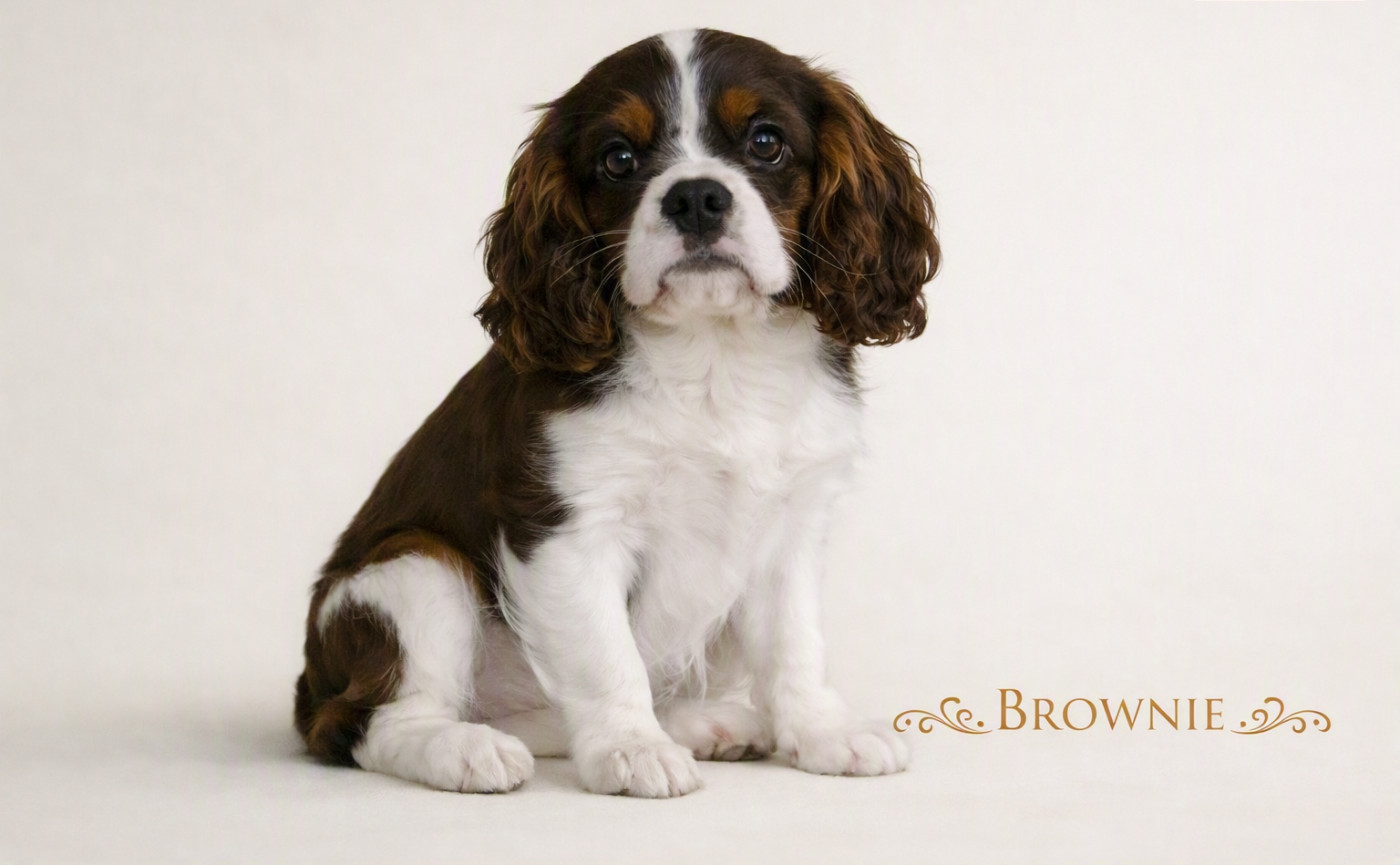 de la colline au noir desir - Chiots disponibles - Cavalier King Charles Spaniel