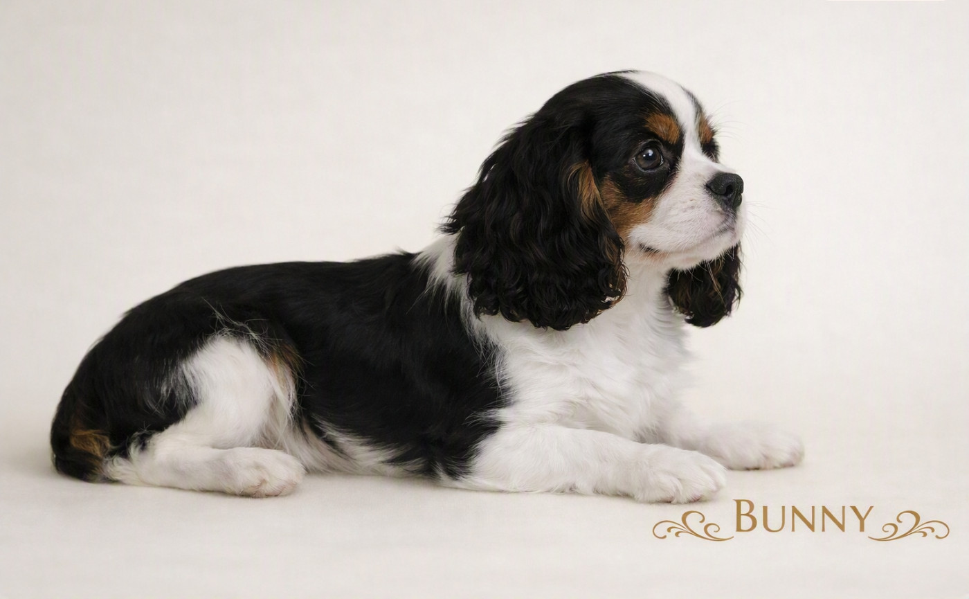 de la colline au noir desir - Chiots disponibles - Cavalier King Charles Spaniel