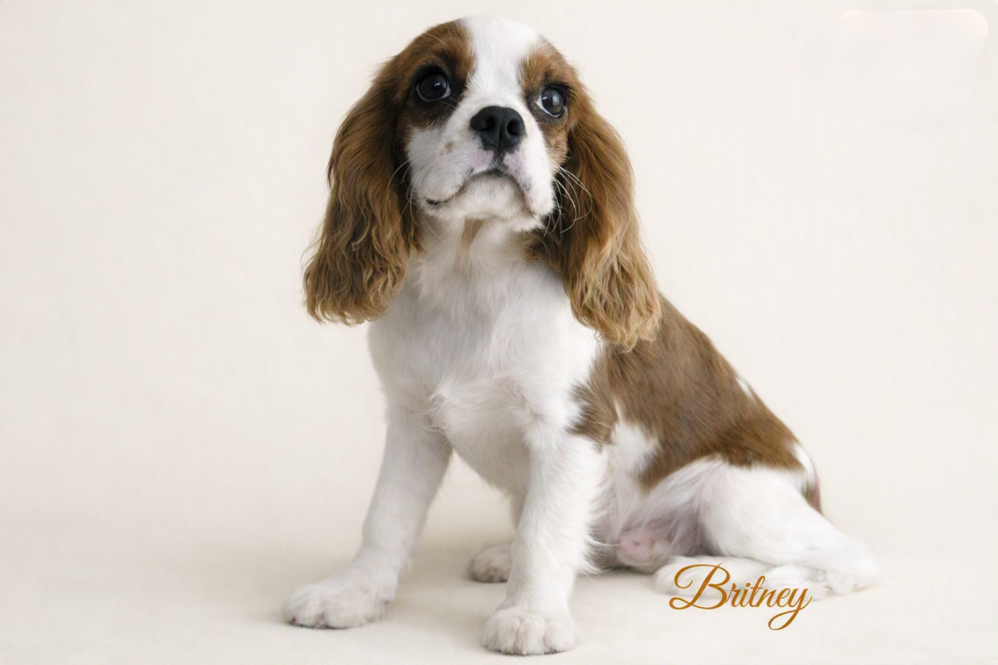 de la colline au noir desir - Chiots disponibles - Cavalier King Charles Spaniel