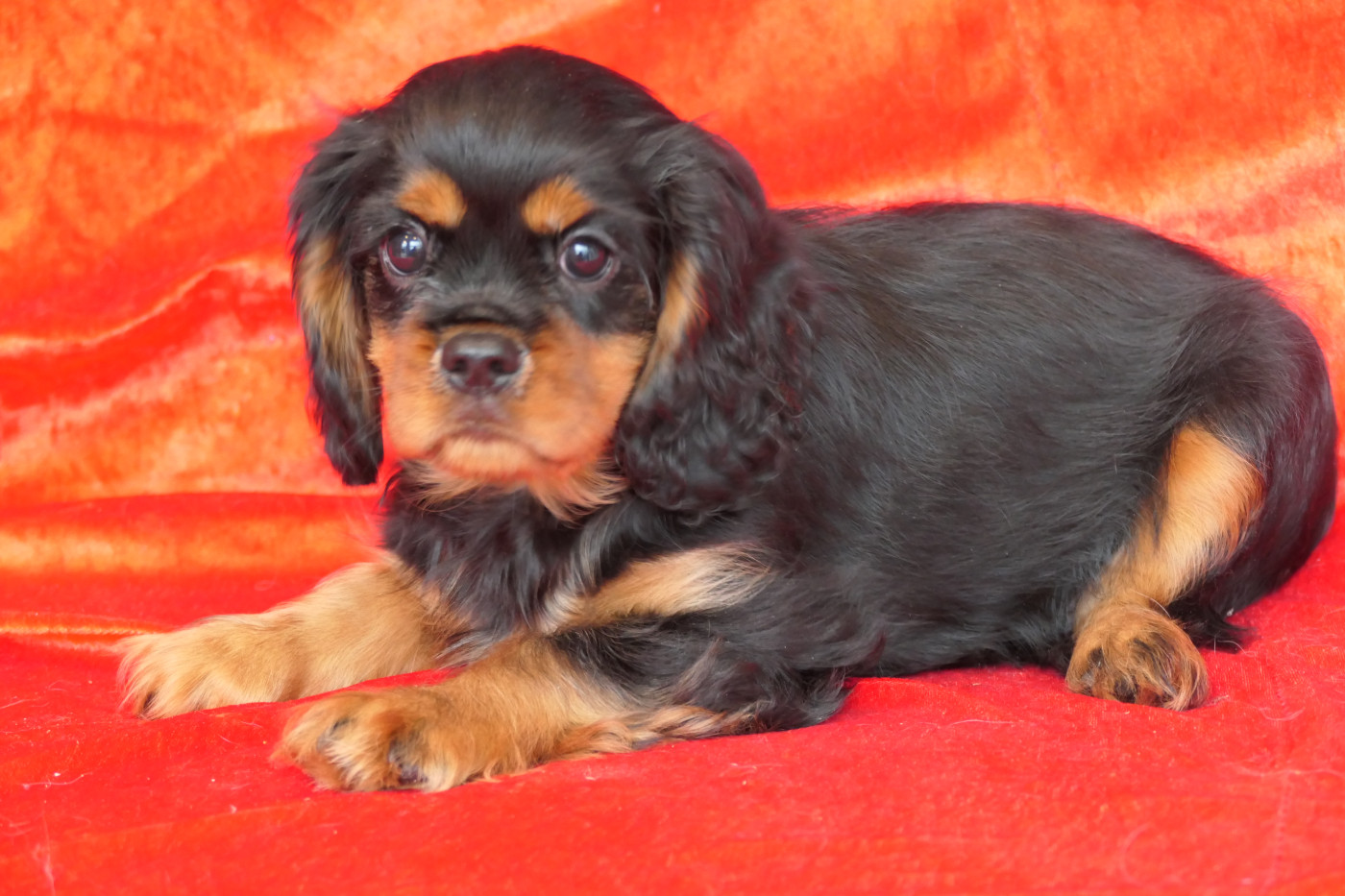 de la colline au noir desir - Chiots disponibles - Cavalier King Charles Spaniel
