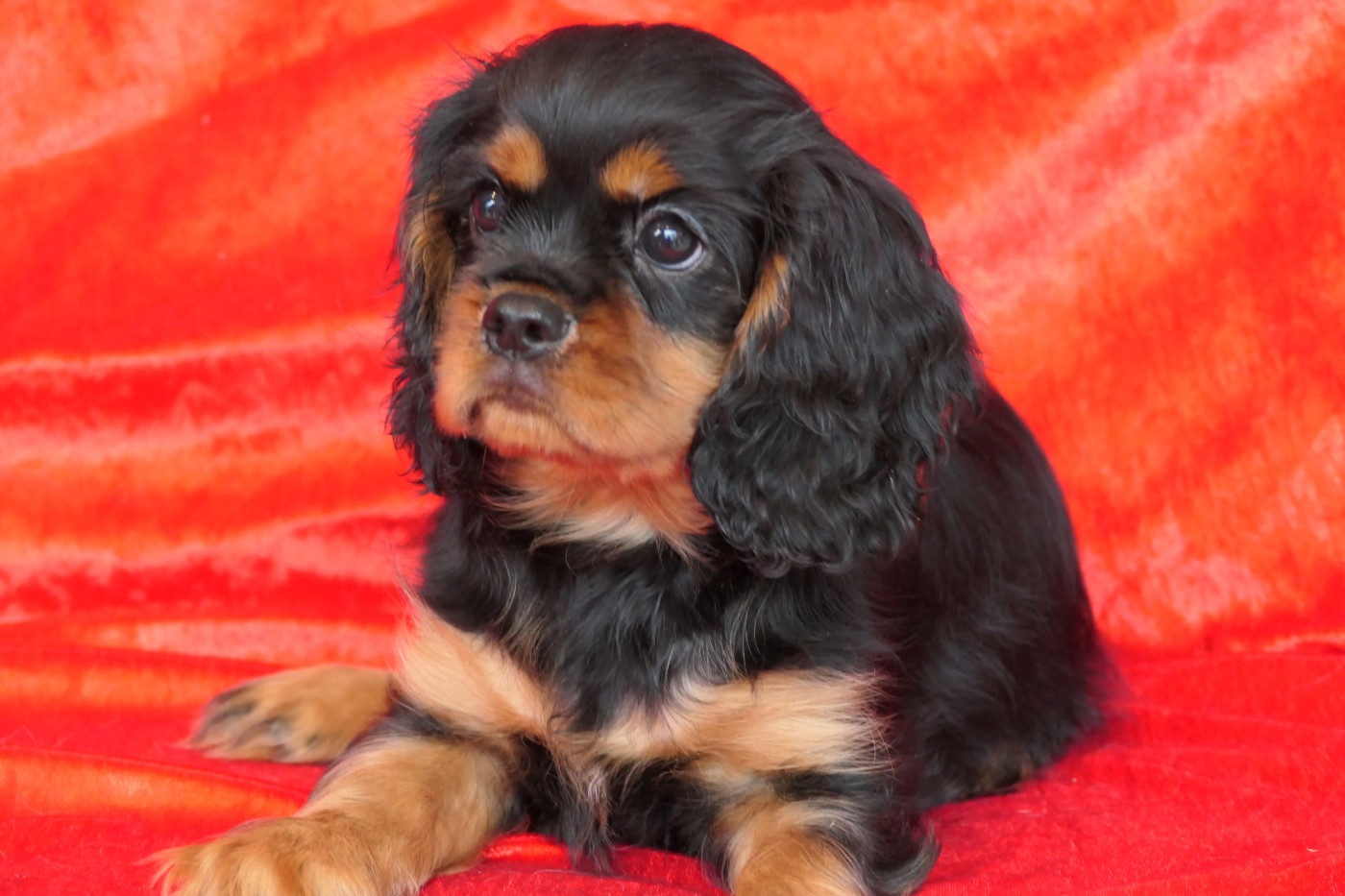 de la colline au noir desir - Chiots disponibles - Cavalier King Charles Spaniel