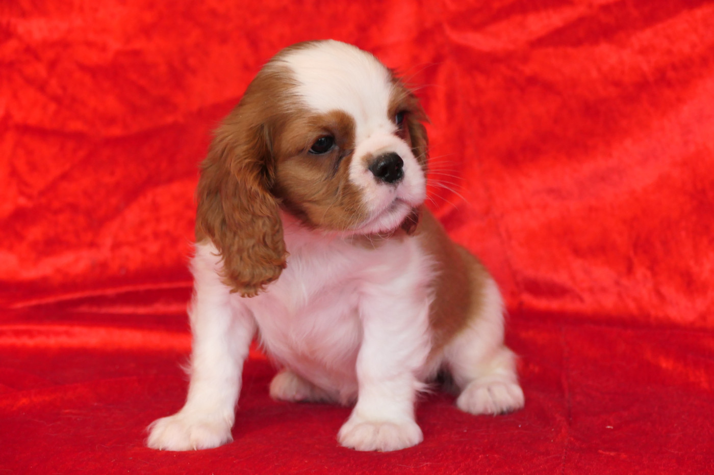 de la colline au noir desir - Chiots disponibles - Cavalier King Charles Spaniel