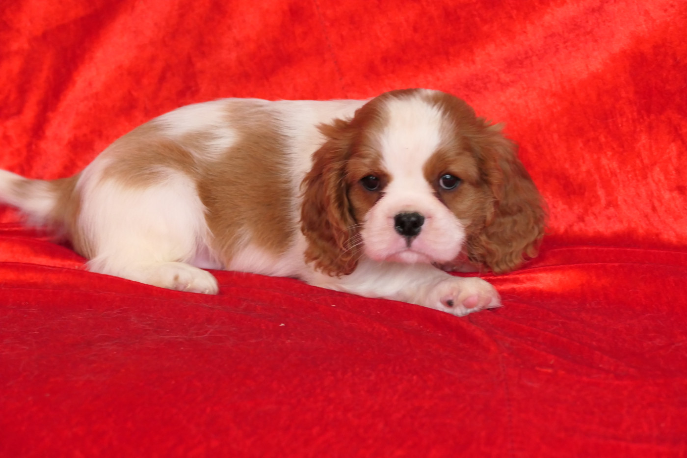 de la colline au noir desir - Chiots disponibles - Cavalier King Charles Spaniel