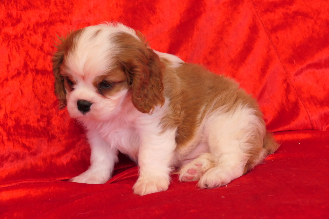 de la colline au noir desir - Chiots disponibles - Cavalier King Charles Spaniel