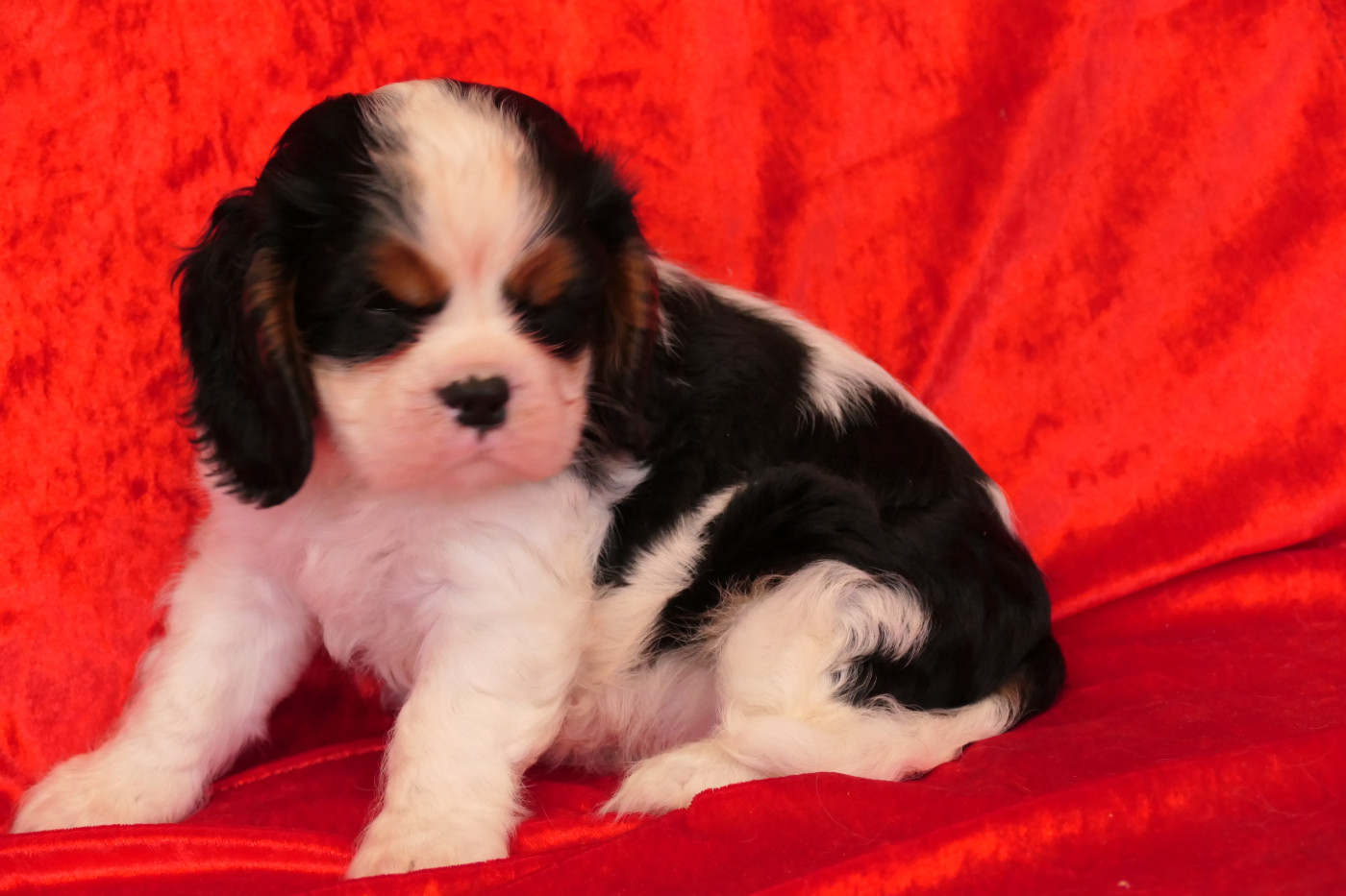 de la colline au noir desir - Chiots disponibles - Cavalier King Charles Spaniel