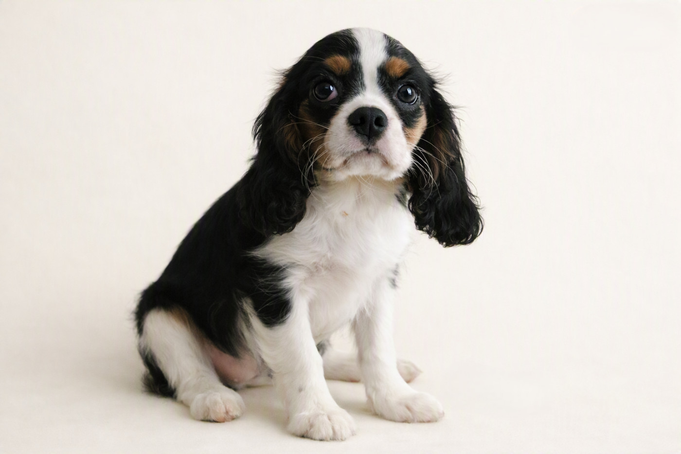 de la colline au noir desir - Chiots disponibles - Cavalier King Charles Spaniel