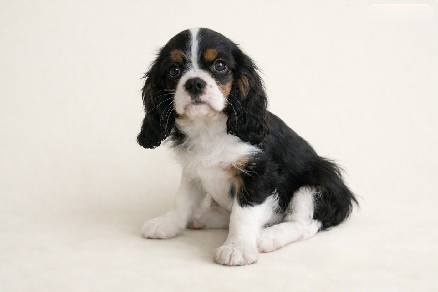 de la colline au noir desir - Chiots disponibles - Cavalier King Charles Spaniel