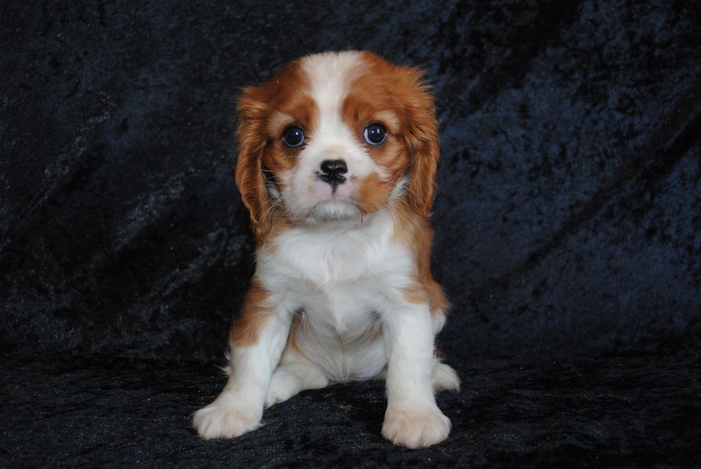 de la colline au noir desir - Chiots disponibles - Cavalier King Charles Spaniel