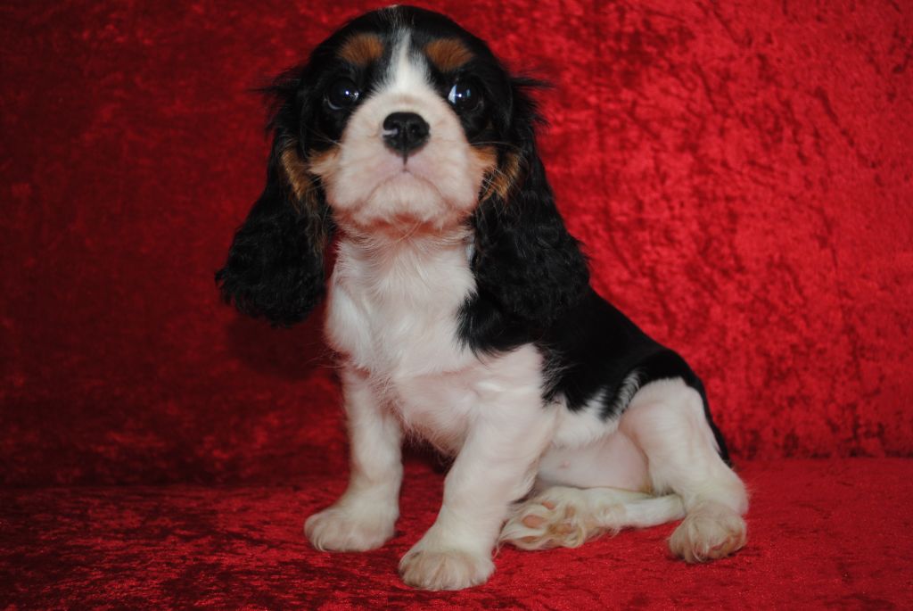 de la colline au noir desir - Chiots disponibles - Cavalier King Charles Spaniel