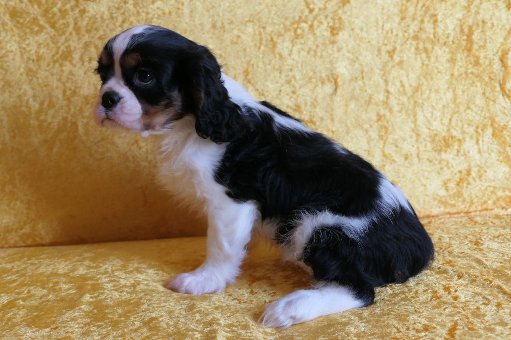 de la colline au noir desir - Chiots disponibles - Cavalier King Charles Spaniel