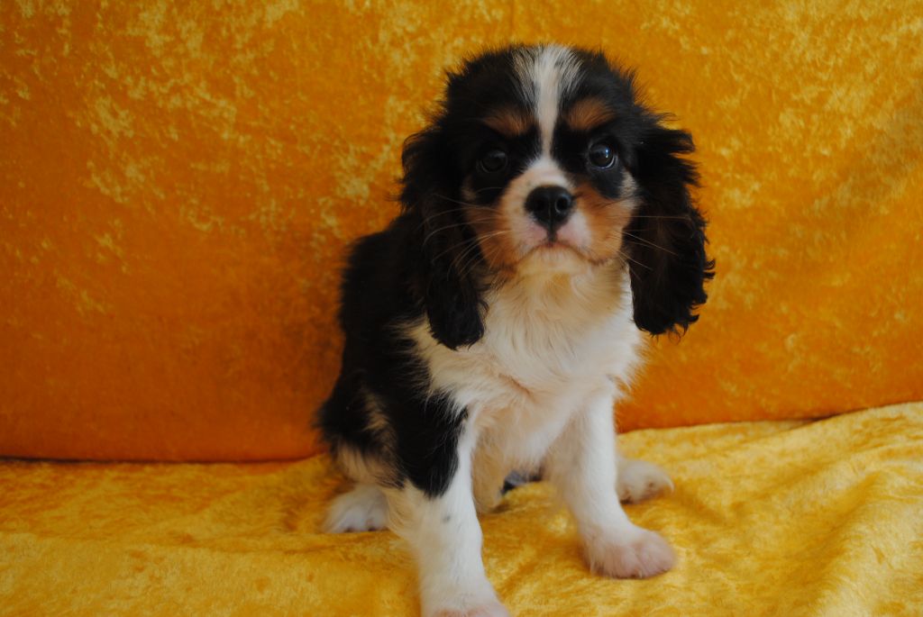 de la colline au noir desir - Chiots disponibles - Cavalier King Charles Spaniel