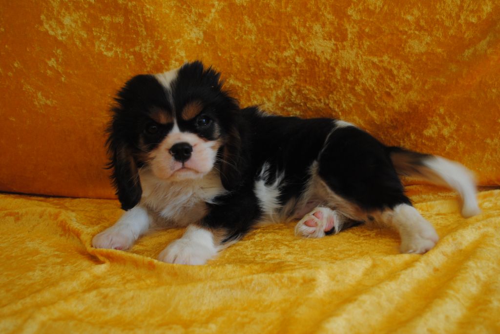 de la colline au noir desir - Chiots disponibles - Cavalier King Charles Spaniel