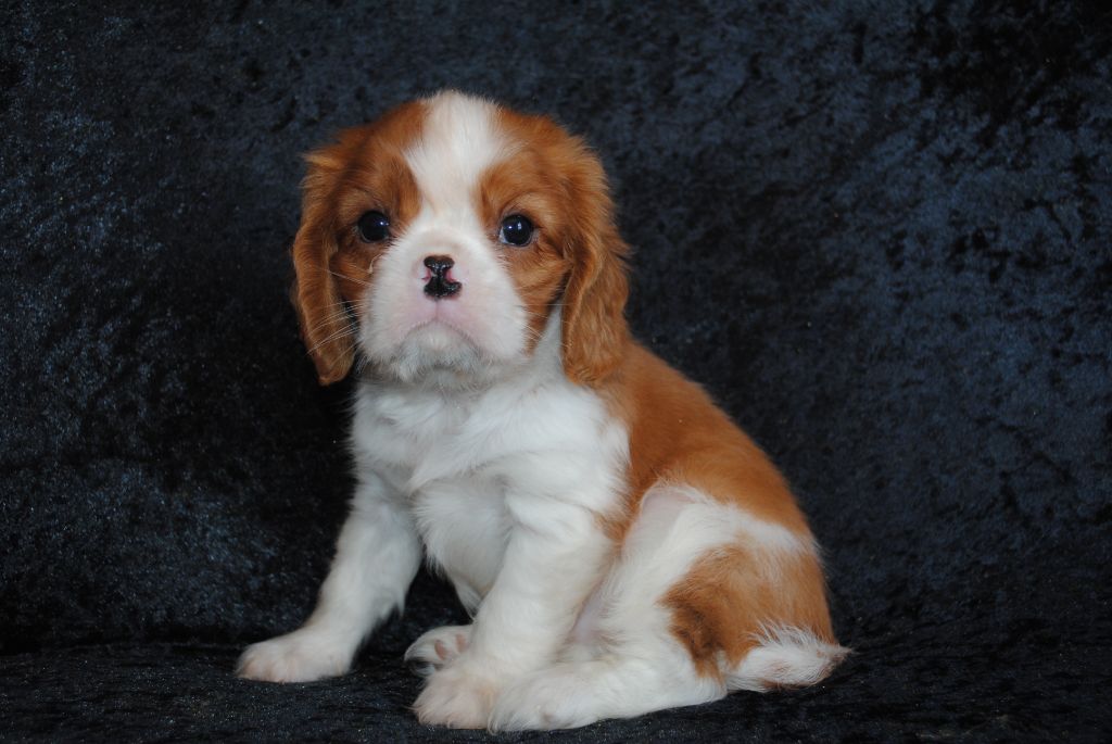 de la colline au noir desir - Chiots disponibles - Cavalier King Charles Spaniel