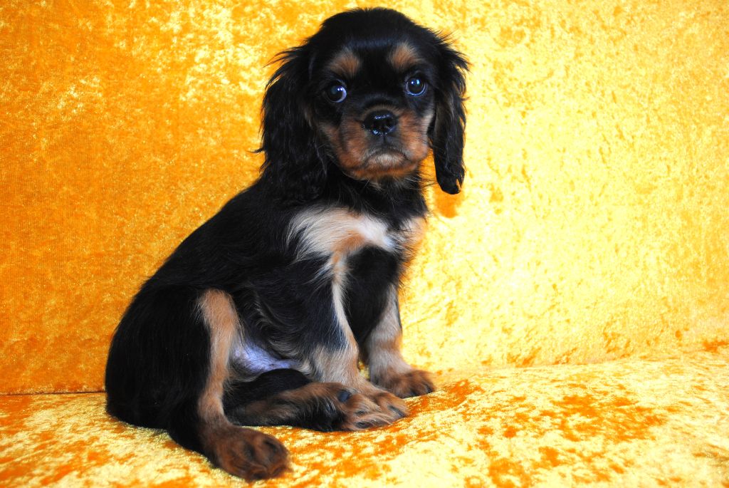 de la colline au noir desir - Chiots disponibles - Cavalier King Charles Spaniel