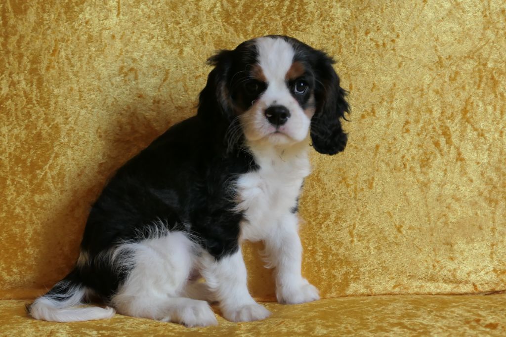 de la colline au noir desir - Chiots disponibles - Cavalier King Charles Spaniel