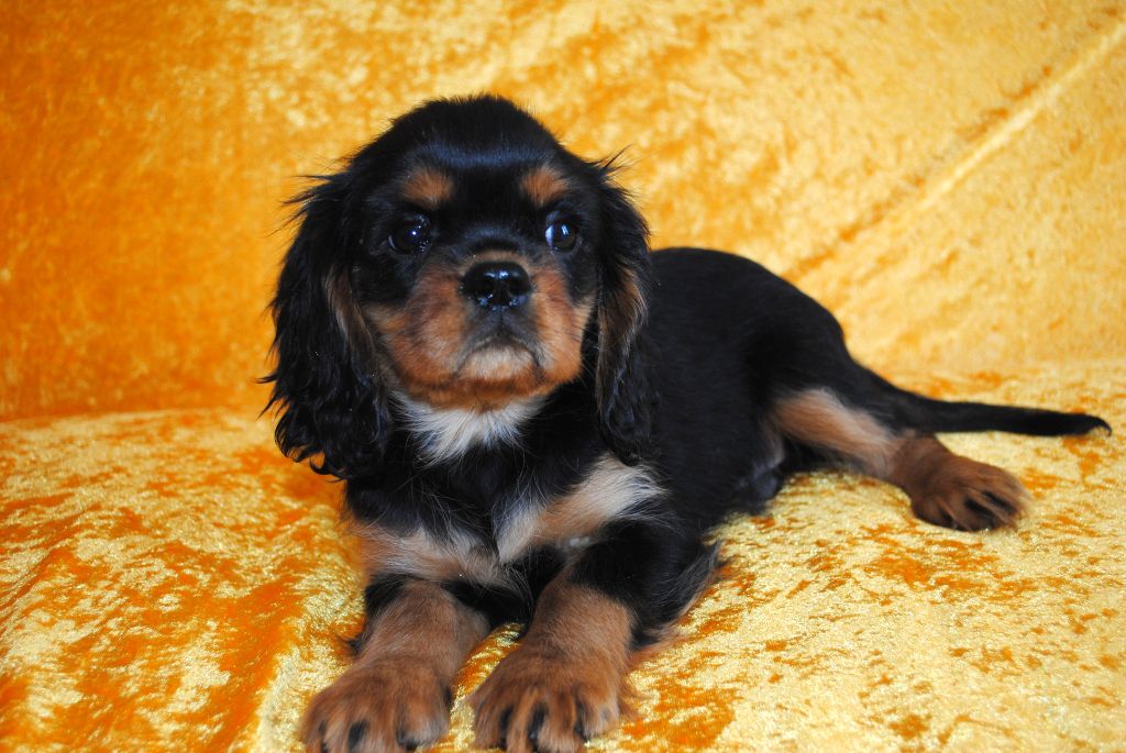 de la colline au noir desir - Chiots disponibles - Cavalier King Charles Spaniel