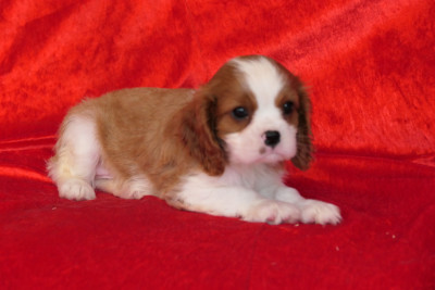 MALE 3