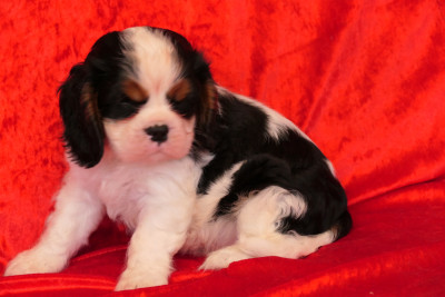 MALE 3