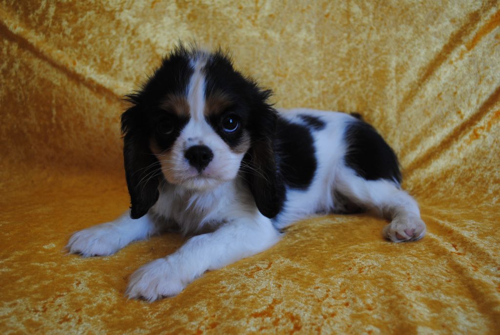 de la colline au noir desir - Cavalier King Charles Spaniel - Portée née le 08/03/2025