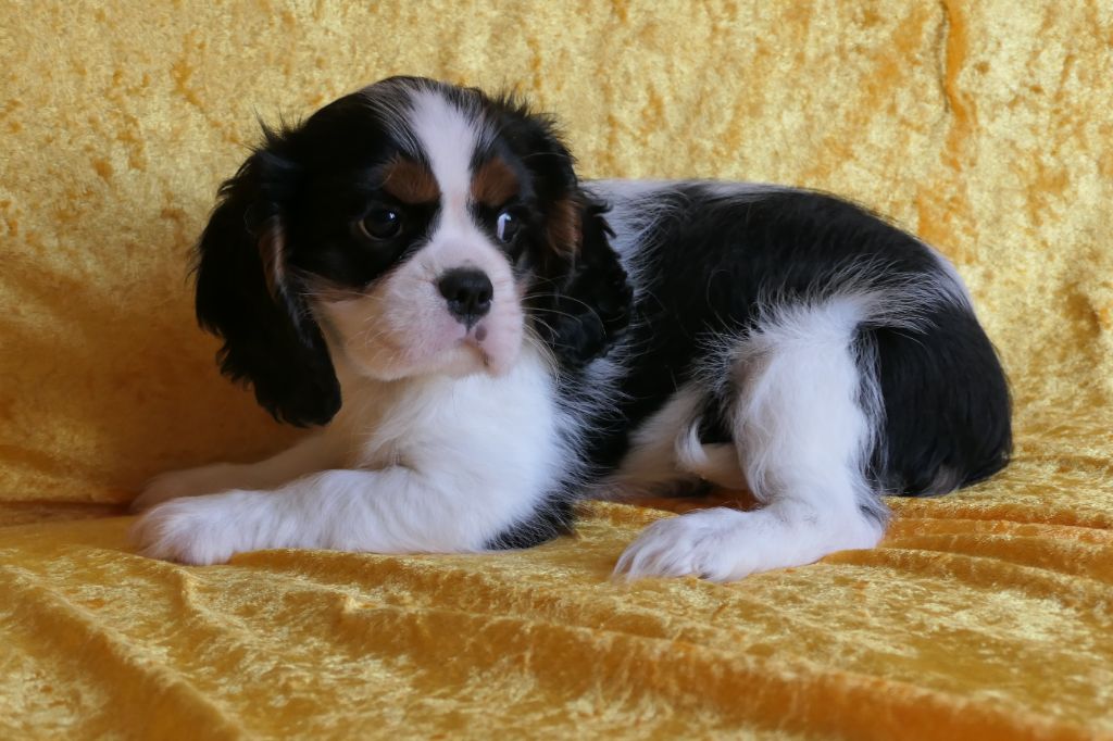 de la colline au noir desir - Chiots disponibles - Cavalier King Charles Spaniel