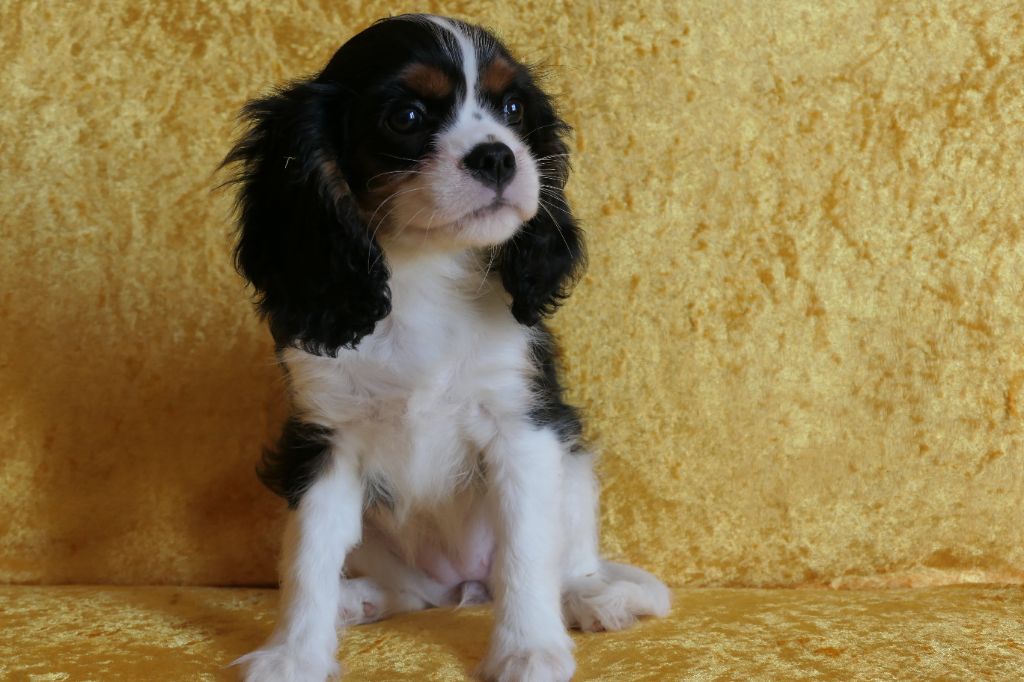 de la colline au noir desir - Chiots disponibles - Cavalier King Charles Spaniel