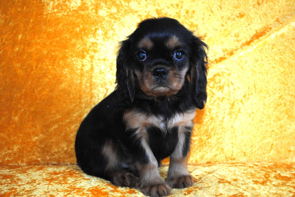 de la colline au noir desir - Cavalier King Charles Spaniel - Portée née le 26/02/2025