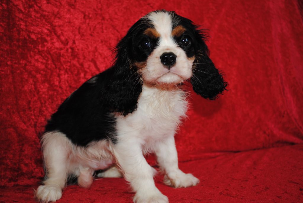 de la colline au noir desir - Chiots disponibles - Cavalier King Charles Spaniel
