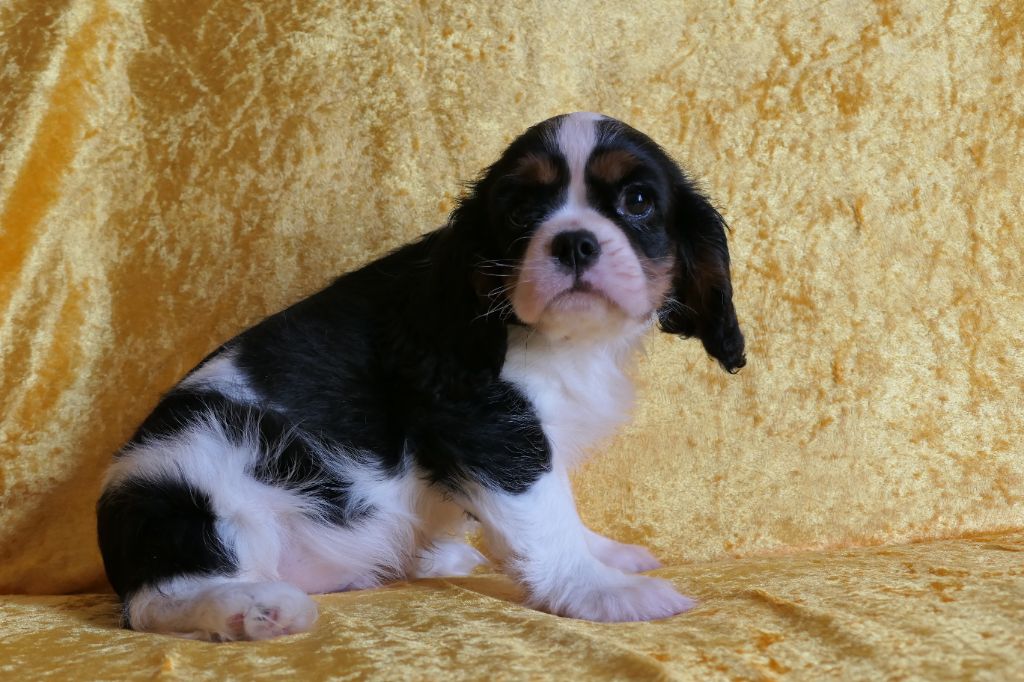 de la colline au noir desir - Chiots disponibles - Cavalier King Charles Spaniel