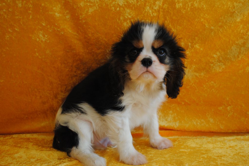 de la colline au noir desir - Cavalier King Charles Spaniel - Portée née le 18/02/2025