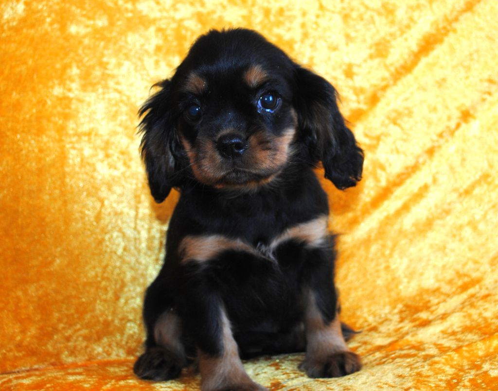 de la colline au noir desir - Chiots disponibles - Cavalier King Charles Spaniel