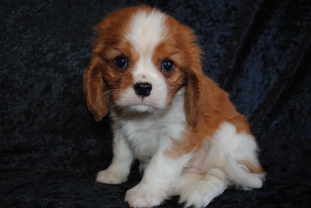 de la colline au noir desir - Chiots disponibles - Cavalier King Charles Spaniel