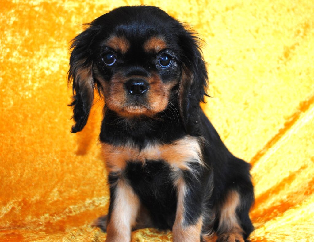 de la colline au noir desir - Chiots disponibles - Cavalier King Charles Spaniel