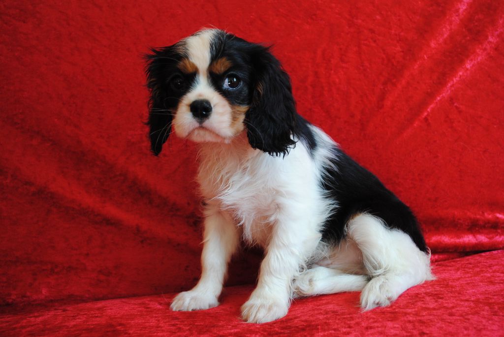 de la colline au noir desir - Chiots disponibles - Cavalier King Charles Spaniel