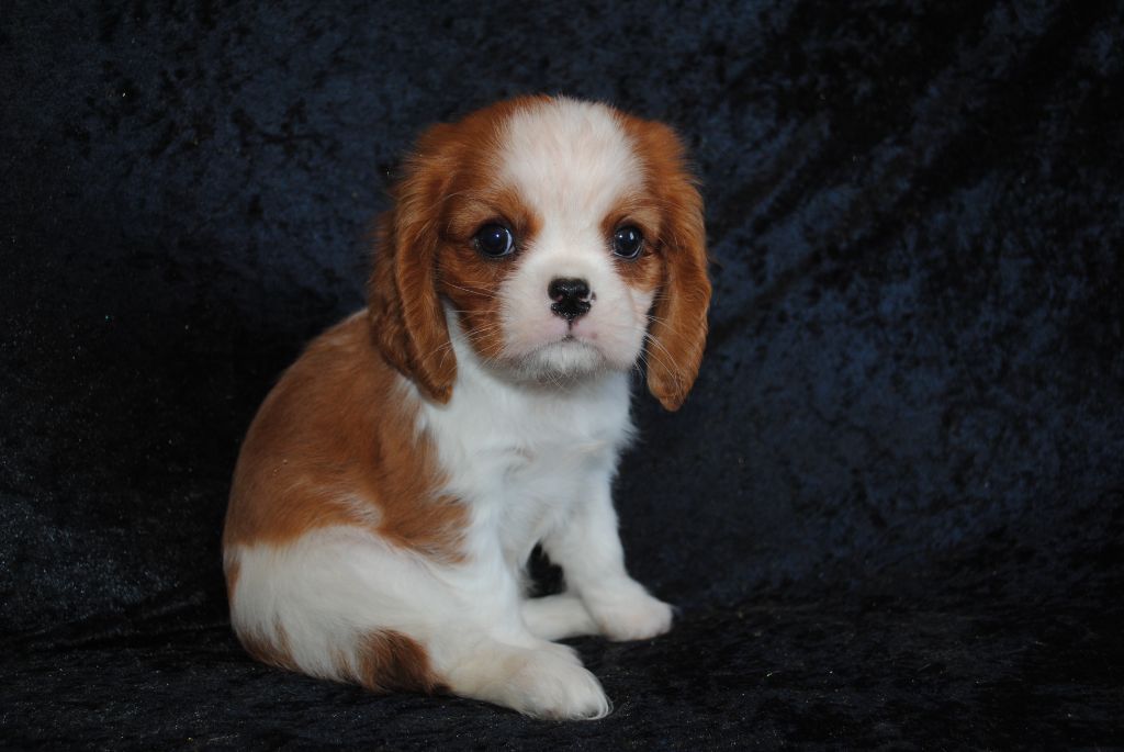 de la colline au noir desir - Chiots disponibles - Cavalier King Charles Spaniel